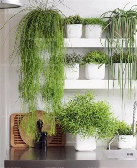 屋內植物